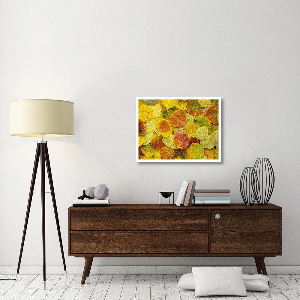 Fallen autumn colored Aspen leaves on the ground covered in dew droplets, Colorado-Paper Art-34&quotx26"