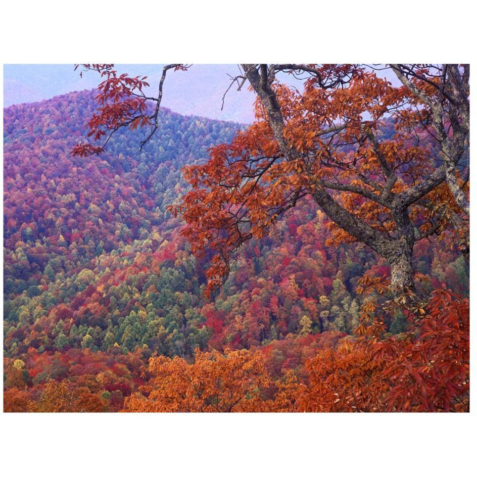 Blue Ridge Range with autumn deciduous forest, near Buck Creek Gap, North Carolina-Paper Art-26&quotx20"