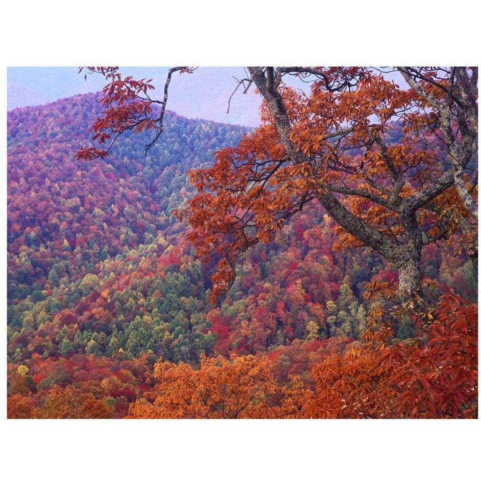 Blue Ridge Range with autumn deciduous forest, near Buck Creek Gap, North Carolina-Paper Art-34&quotx26"