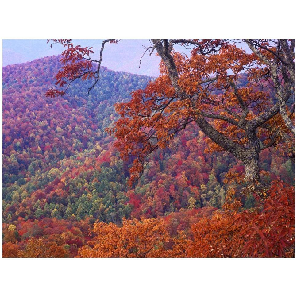 Blue Ridge Range with autumn deciduous forest, near Buck Creek Gap, North Carolina-Paper Art-42&quotx32"