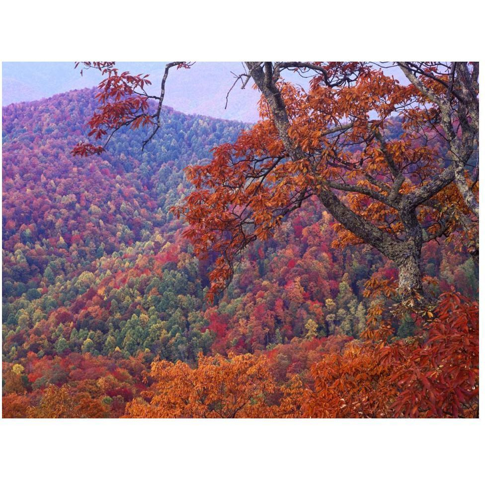 Blue Ridge Range with autumn deciduous forest, near Buck Creek Gap, North Carolina-Paper Art-50&quotx38"