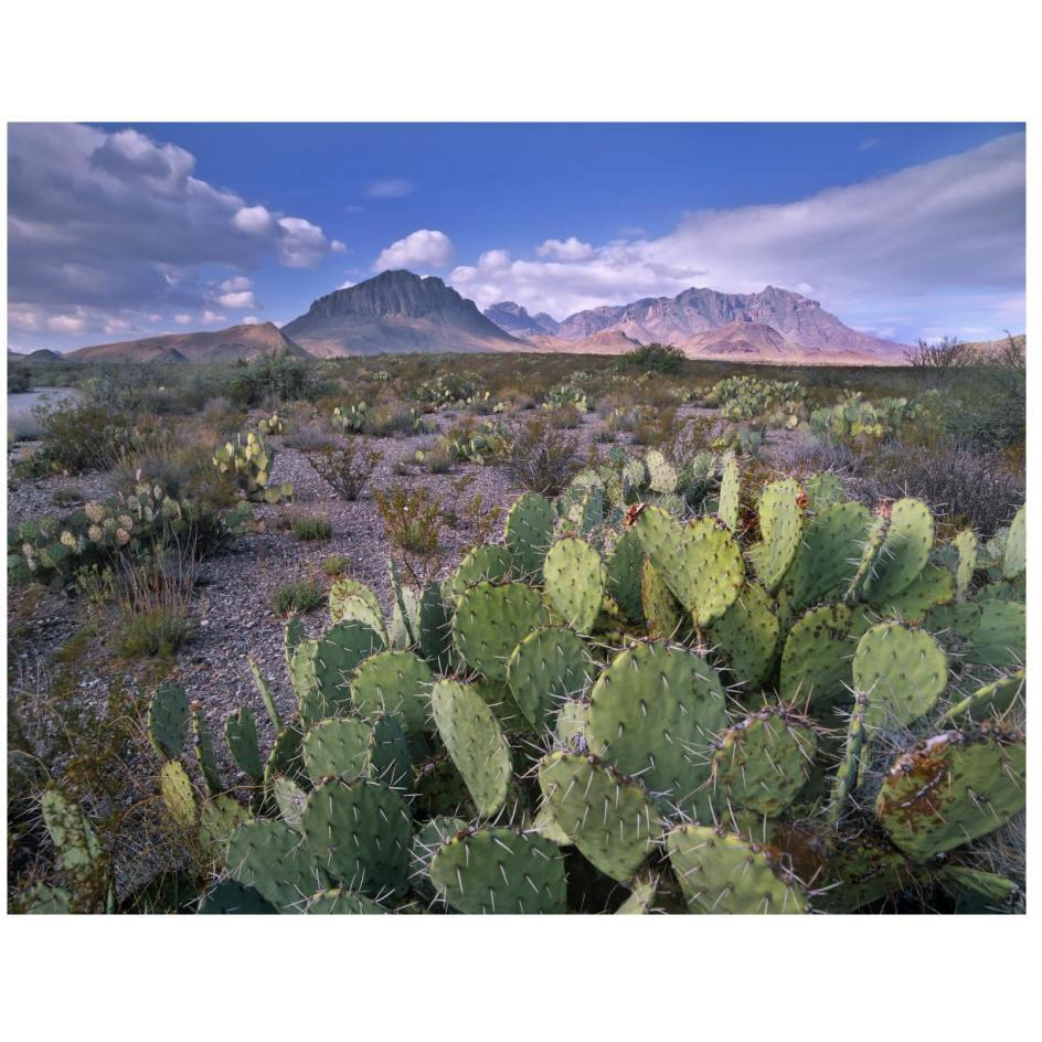 Opuntia cactus, Chisos Mountains, Big Bend National Park, Chihuahuan Desert, Texas-Paper Art-26&quotx20"