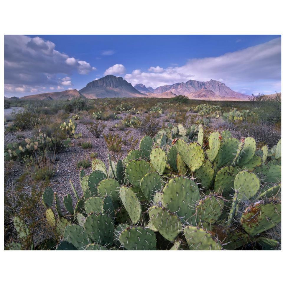 Opuntia cactus, Chisos Mountains, Big Bend National Park, Chihuahuan Desert, Texas-Paper Art-34&quotx26"