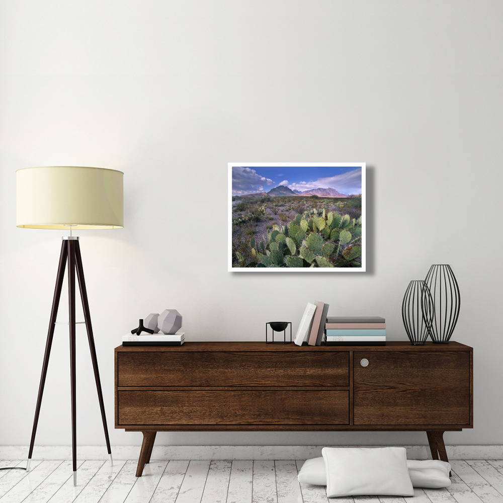Opuntia cactus, Chisos Mountains, Big Bend National Park, Chihuahuan Desert, Texas-Paper Art-34&quotx26"