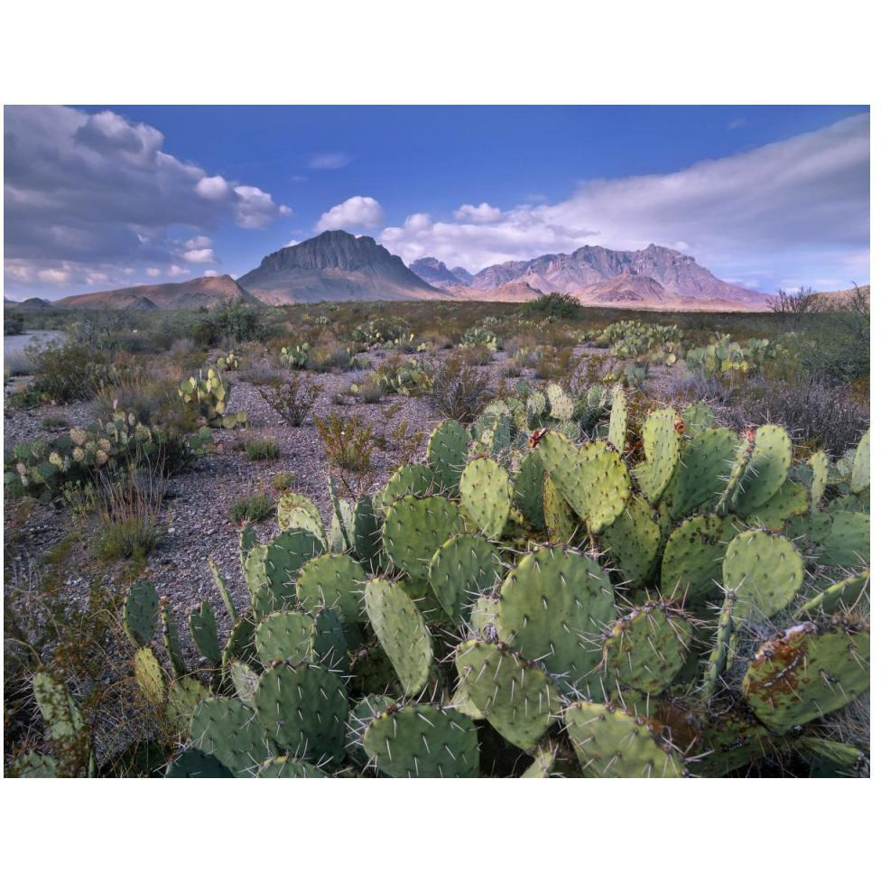 Opuntia cactus, Chisos Mountains, Big Bend National Park, Chihuahuan Desert, Texas-Paper Art-50&quotx38"