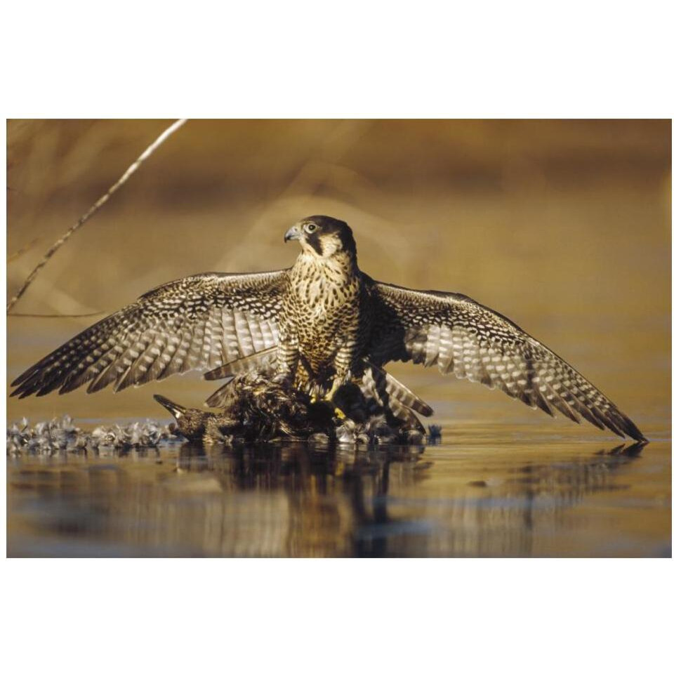Peregrine Falcon adult in protective stance standing on downed duck, North America-Paper Art-20&quotx14"