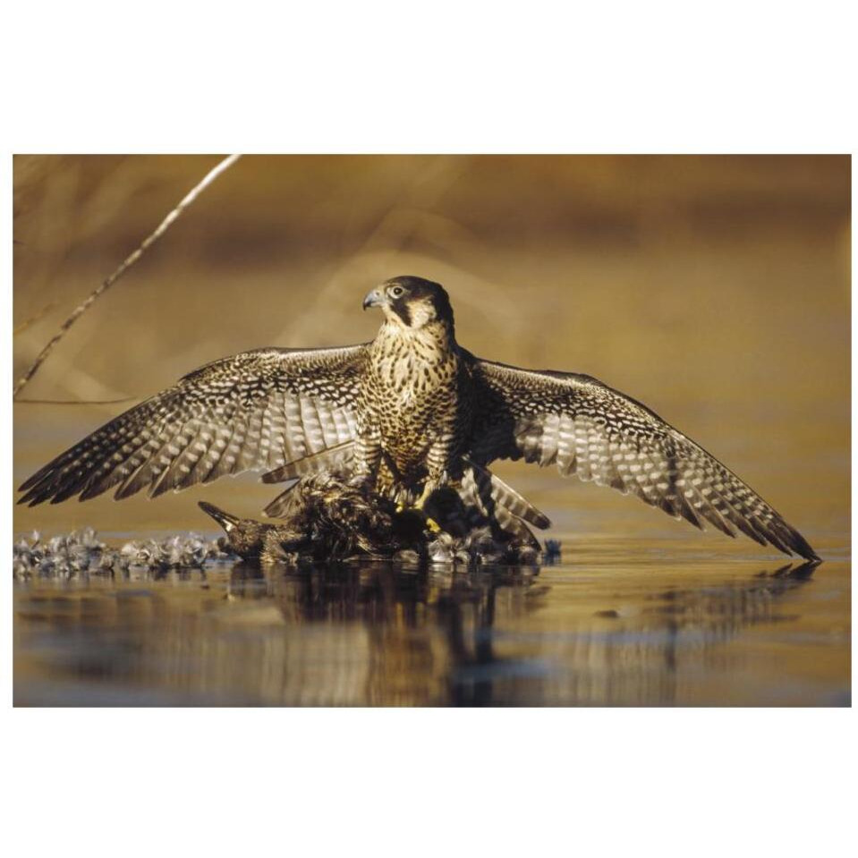 Peregrine Falcon adult in protective stance standing on downed duck, North America-Paper Art-32&quotx22"