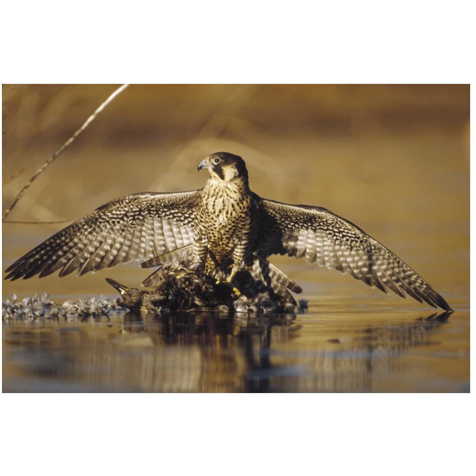 Peregrine Falcon adult in protective stance standing on downed duck, North America-Paper Art-50&quotx34"