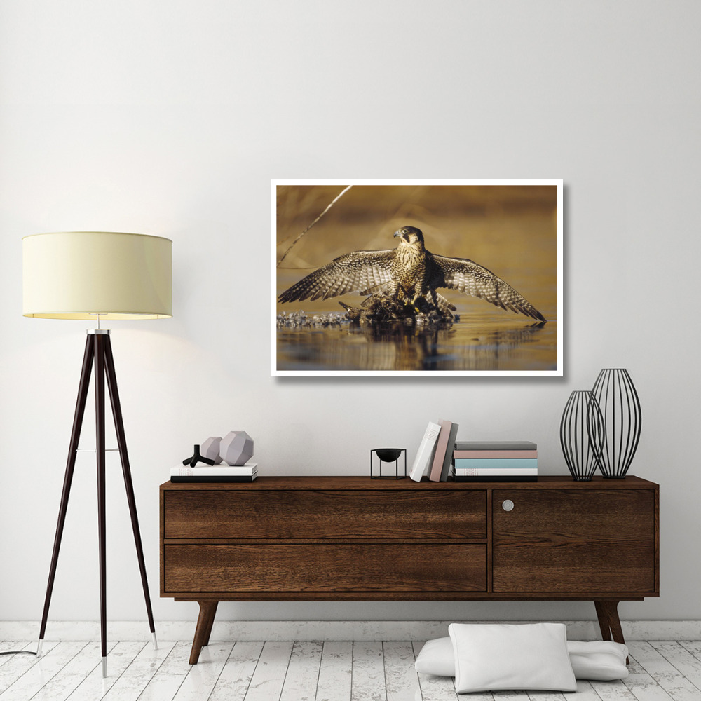 Peregrine Falcon adult in protective stance standing on downed duck, North America-Paper Art-50&quotx34"
