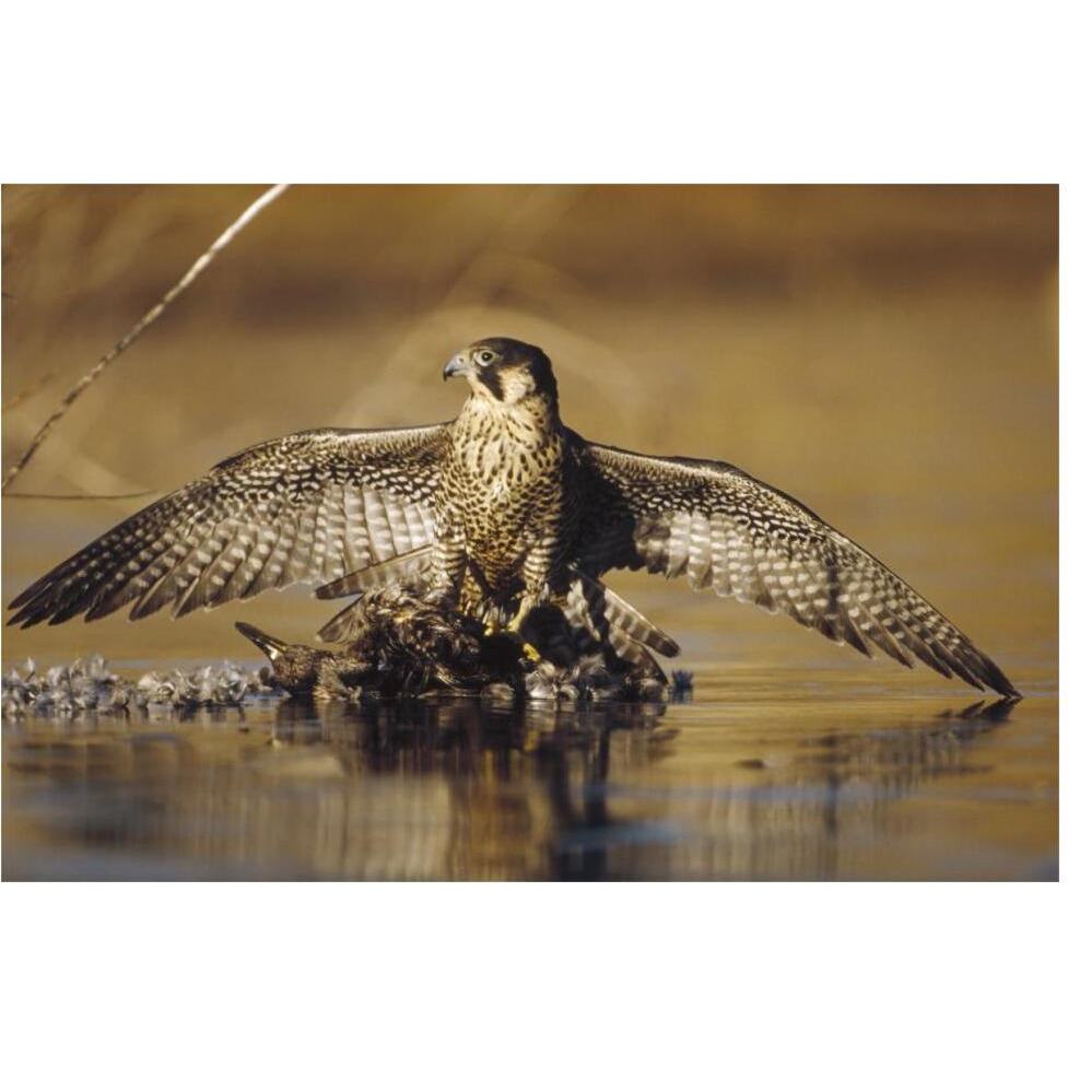 Peregrine Falcon adult in protective stance standing on downed duck, North America-Paper Art-62&quotx42"