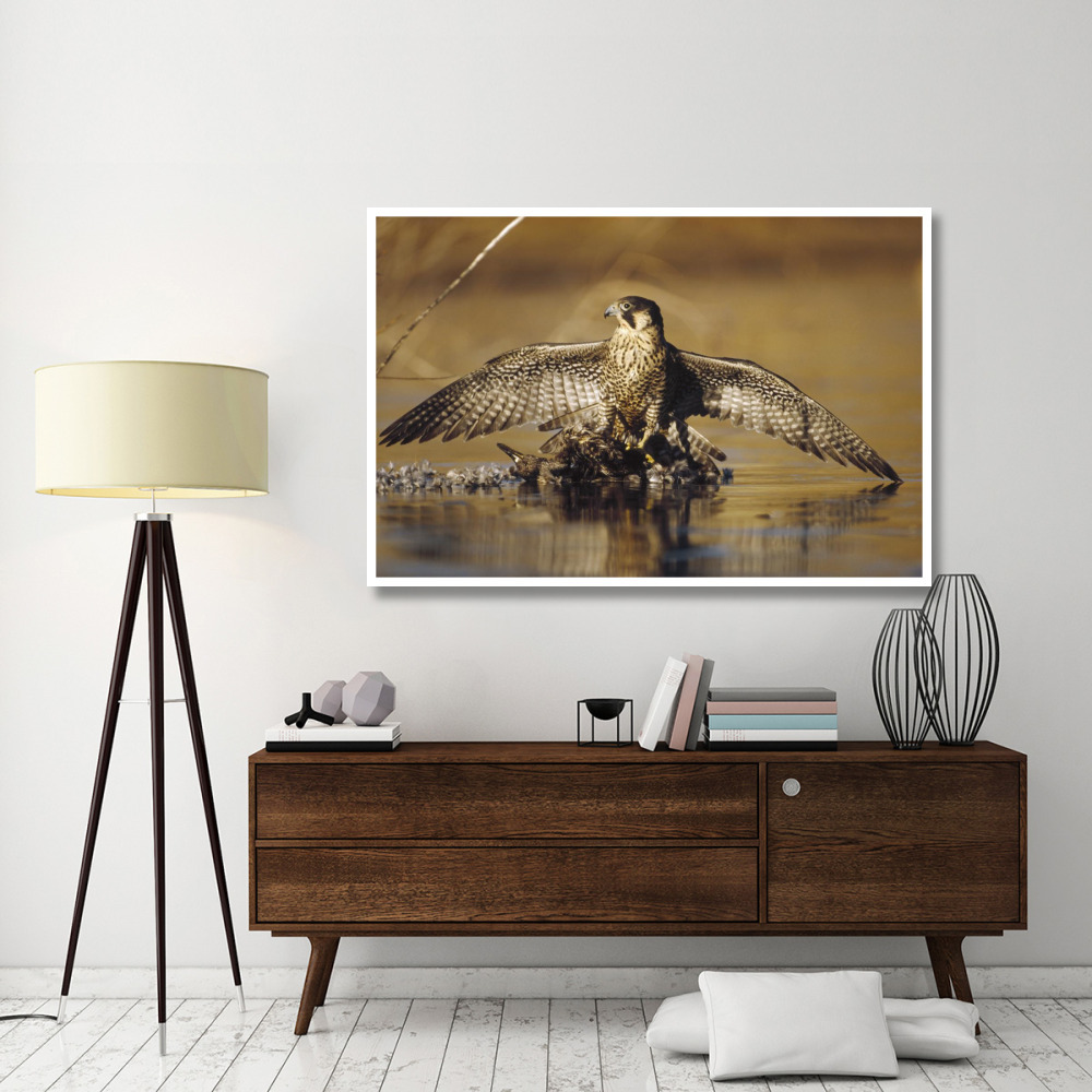 Peregrine Falcon adult in protective stance standing on downed duck, North America-Paper Art-62&quotx42"