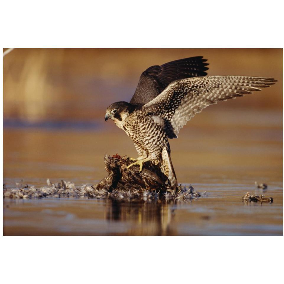 Peregrine Falcon adult in protective stance standing on downed duck, North America-Paper Art-20&quotx14"