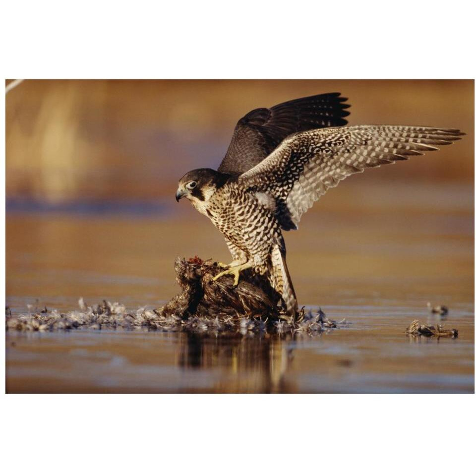 Peregrine Falcon adult in protective stance standing on downed duck, North America-Paper Art-38&quotx26"