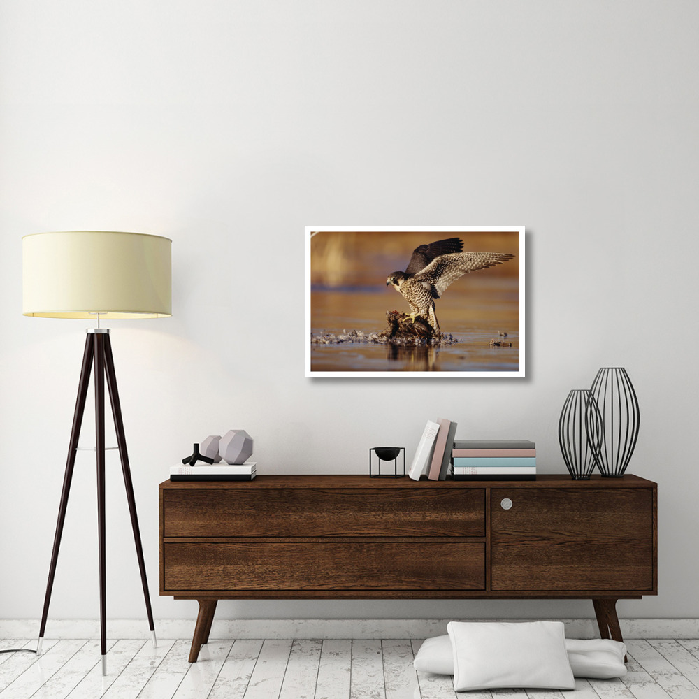 Peregrine Falcon adult in protective stance standing on downed duck, North America-Paper Art-38&quotx26"