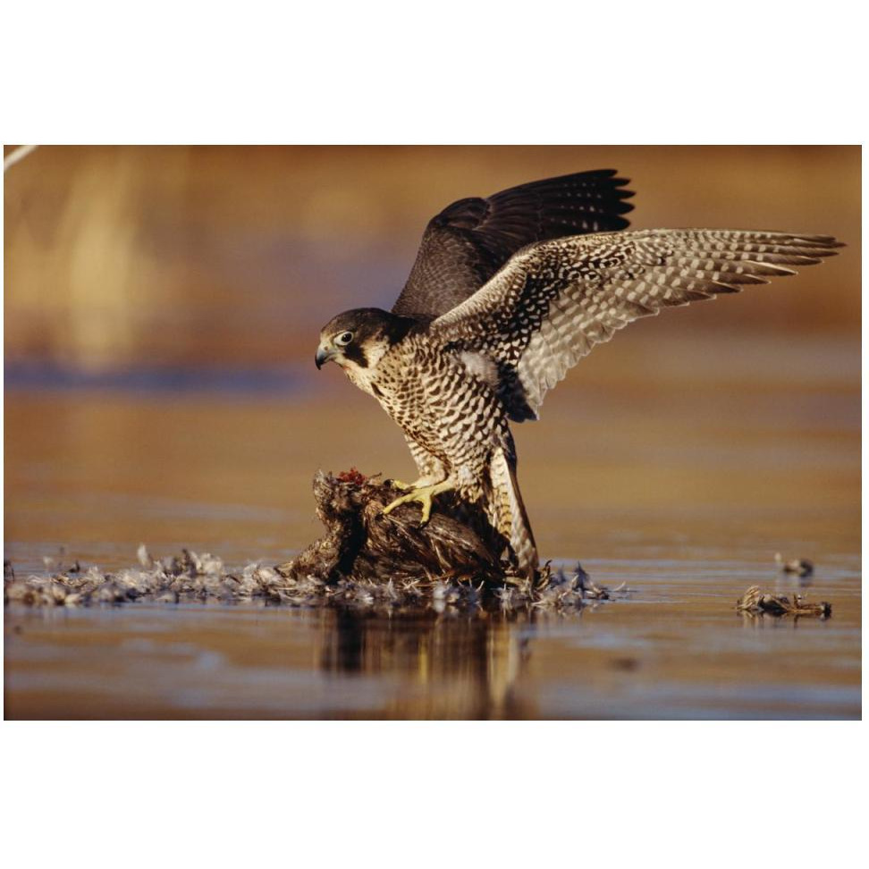 Peregrine Falcon adult in protective stance standing on downed duck, North America-Paper Art-50&quotx34"