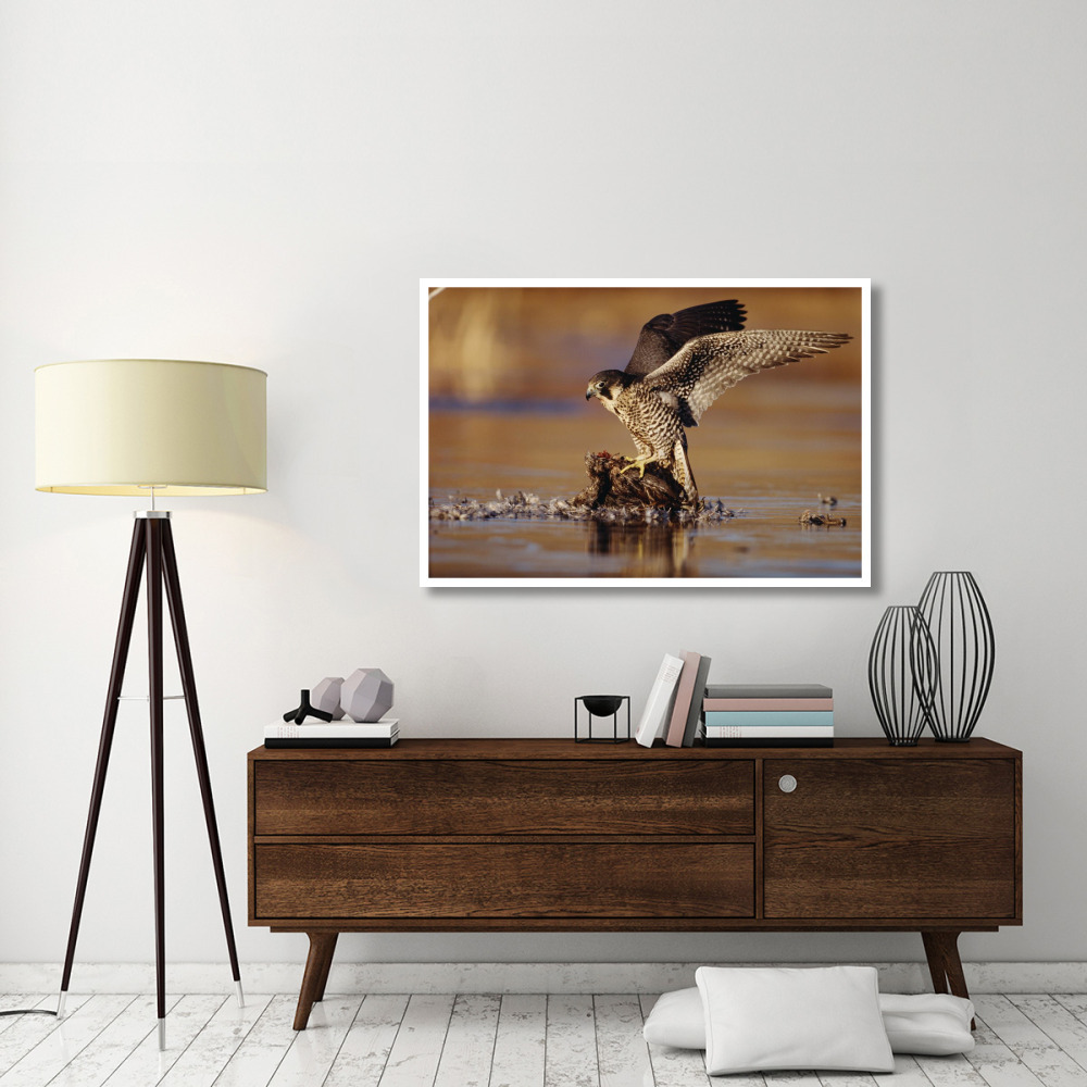Peregrine Falcon adult in protective stance standing on downed duck, North America-Paper Art-50&quotx34"