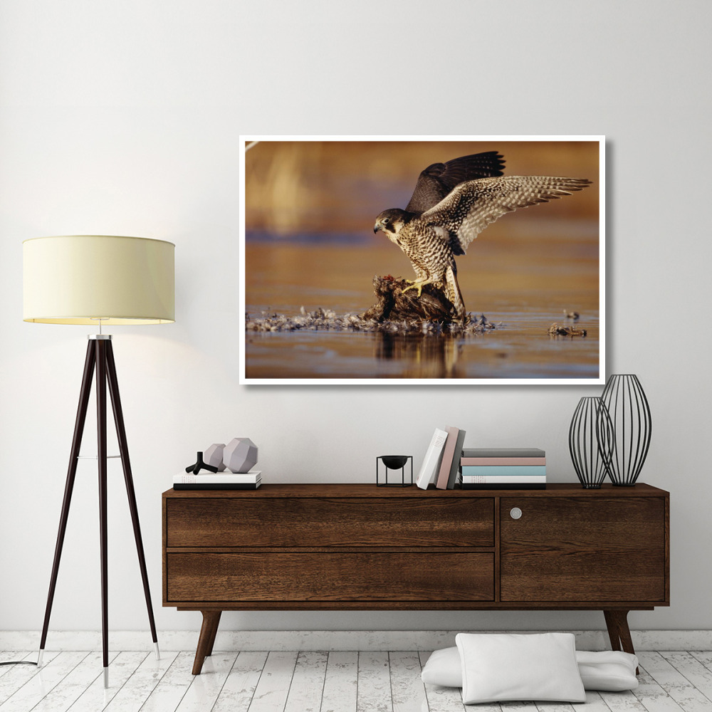 Peregrine Falcon adult in protective stance standing on downed duck, North America-Paper Art-62&quotx42"
