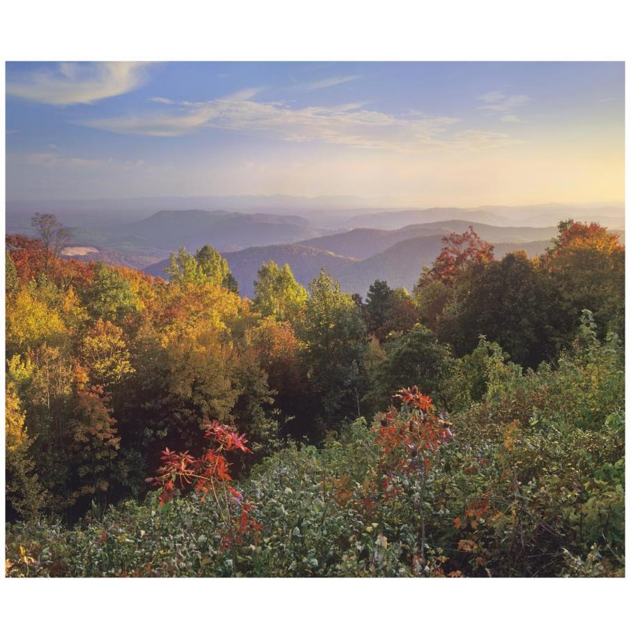 Deciduous forest in autumn, Blue Ridge Mountains from Doughton Park, North Carolina-Paper Art-18&quotx15.28"