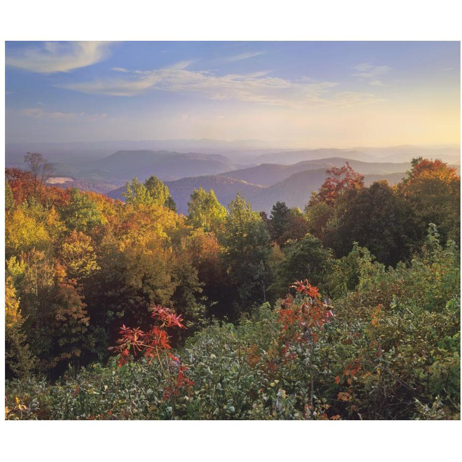 Deciduous forest in autumn, Blue Ridge Mountains from Doughton Park, North Carolina-Paper Art-24&quotx20.26"