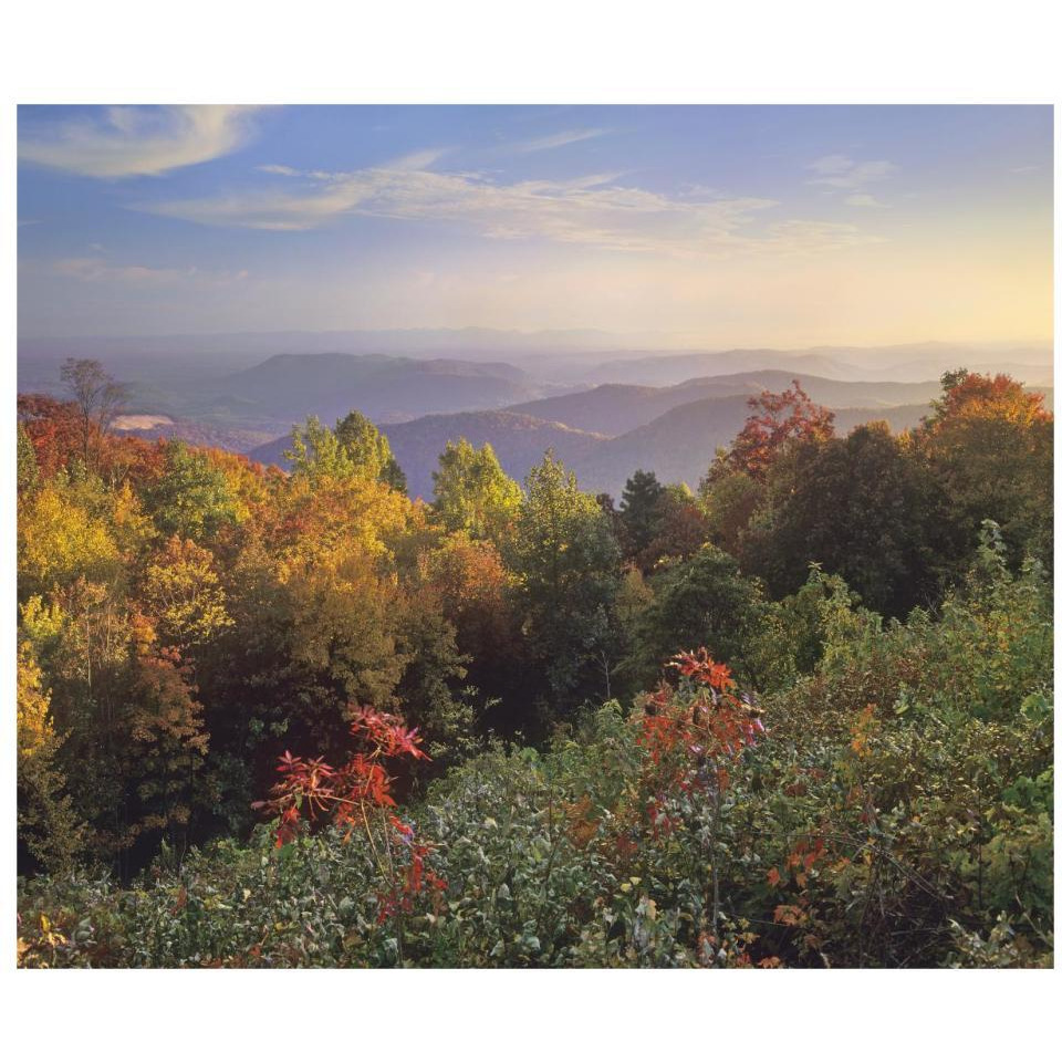 Deciduous forest in autumn, Blue Ridge Mountains from Doughton Park, North Carolina-Paper Art-32&quotx26.9"