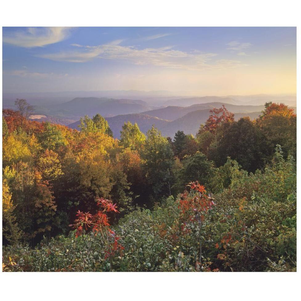 Deciduous forest in autumn, Blue Ridge Mountains from Doughton Park, North Carolina-Paper Art-46&quotx38.52"
