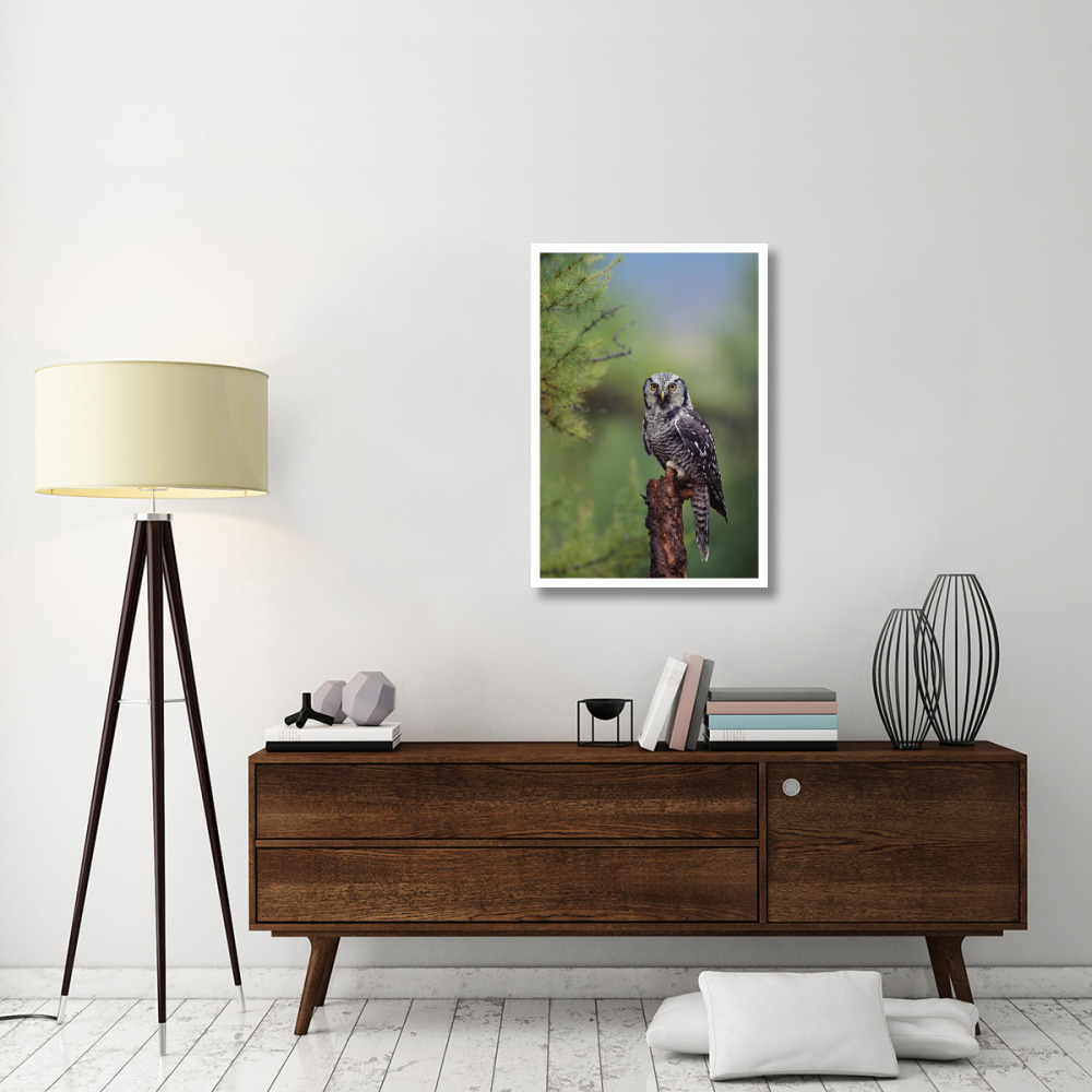 Northern Hawk Owl perching in a tree, circumpolar species, British Columbia, Canada-Paper Art-26&quotx38"