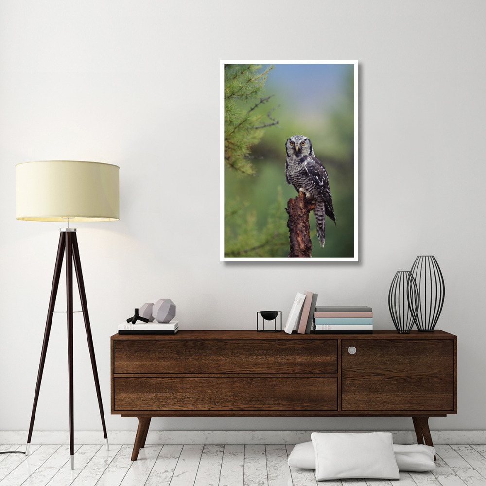 Northern Hawk Owl perching in a tree, circumpolar species, British Columbia, Canada-Paper Art-34&quotx50"