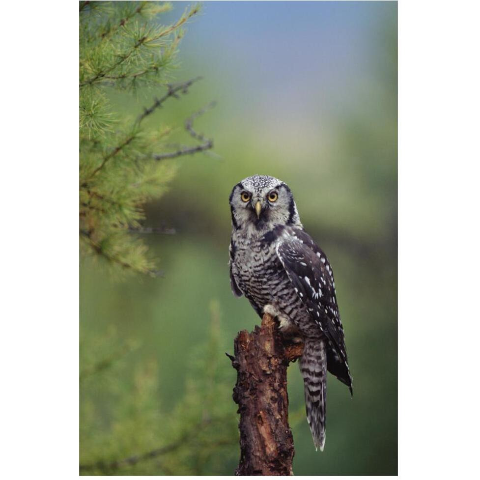 Northern Hawk Owl perching in a tree, circumpolar species, British Columbia, Canada-Paper Art-42&quotx62"