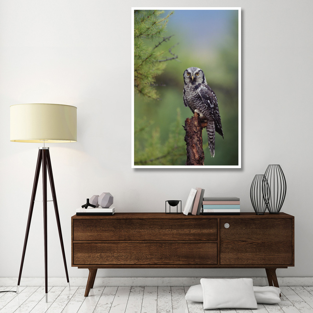 Northern Hawk Owl perching in a tree, circumpolar species, British Columbia, Canada-Paper Art-42&quotx62"