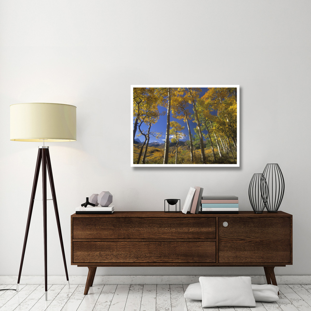 Aspen in fall colors and Maroon Bells, Elk Mountains, Snowmass Wilderness, Colorado-Paper Art-42&quotx32"