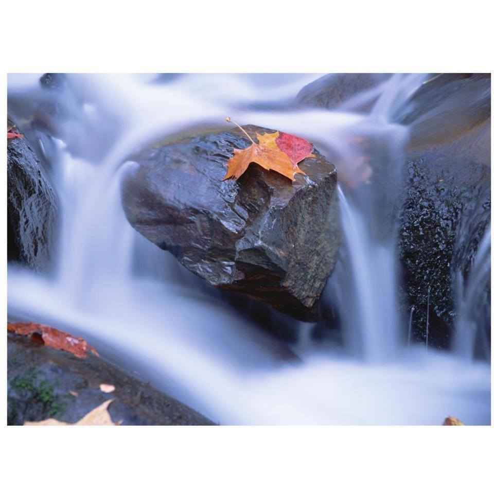Autumn leaf on boulder, Little River, Great Smoky Mountains National Park, Tennessee-Paper Art-34&quotx26"