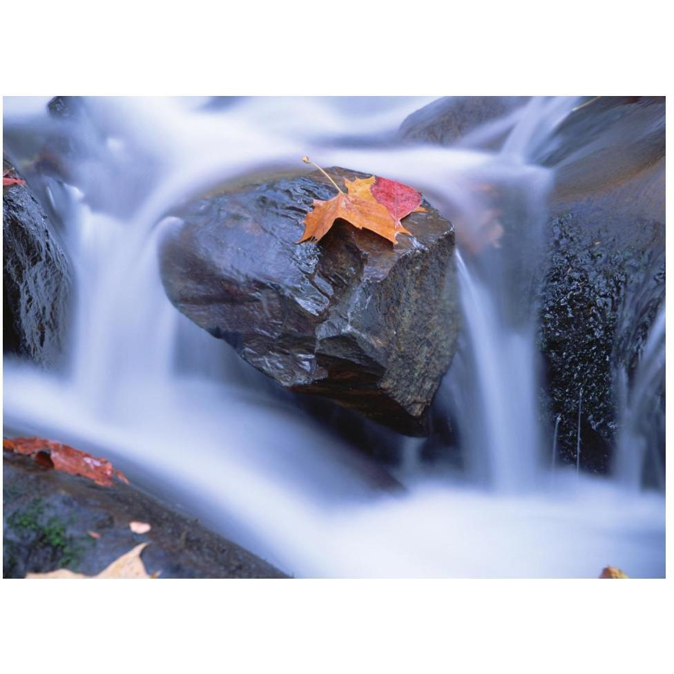 Autumn leaf on boulder, Little River, Great Smoky Mountains National Park, Tennessee-Paper Art-50&quotx38"
