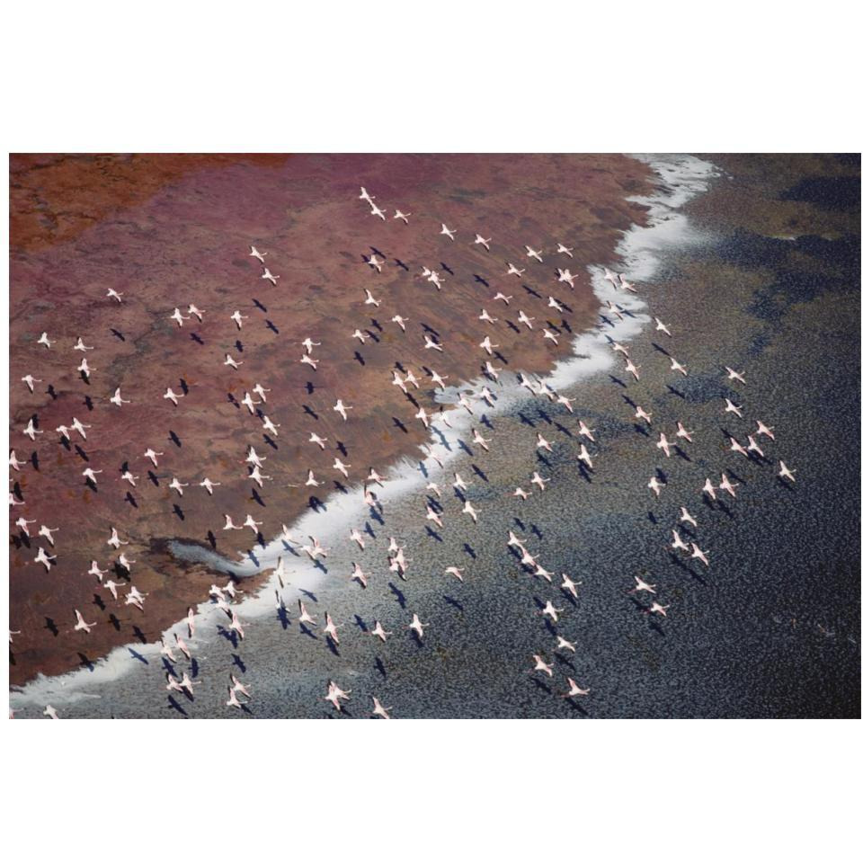 Lesser Flamingo group flock flying over soda flats at the edge of Lake Magadi, Kenya-Paper Art-20&quotx14"