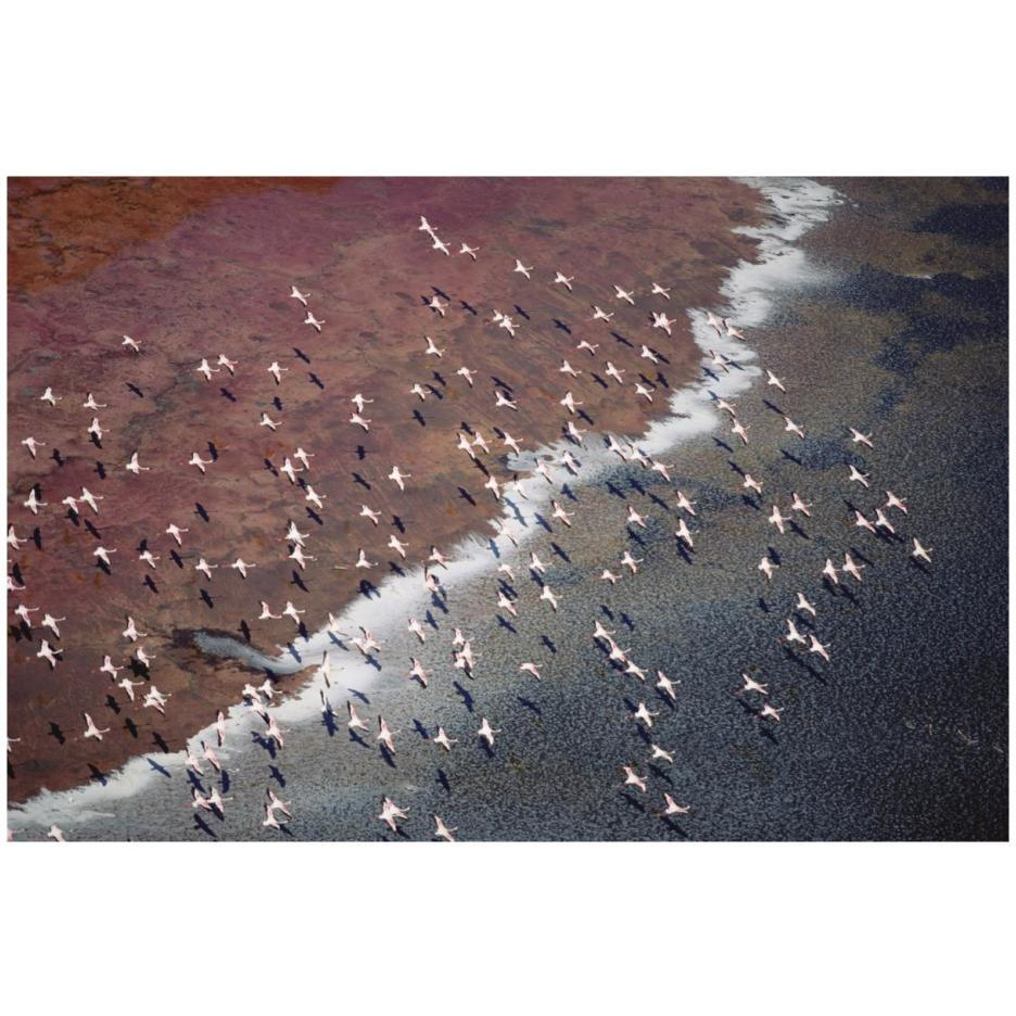 Lesser Flamingo group flock flying over soda flats at the edge of Lake Magadi, Kenya-Paper Art-26&quotx18"