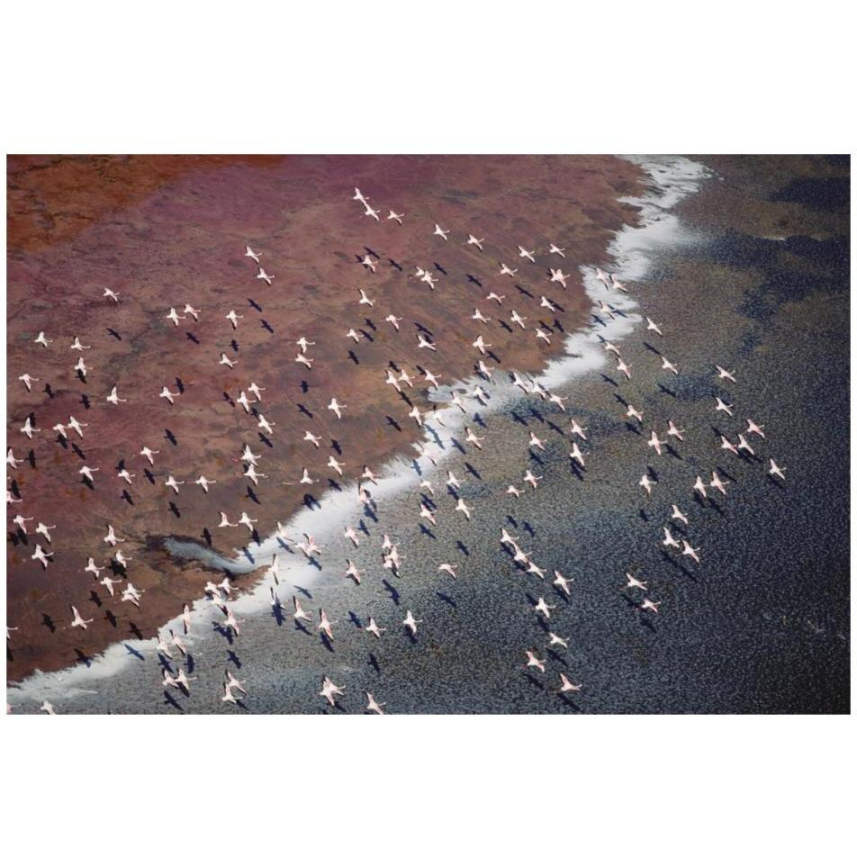 Lesser Flamingo group flock flying over soda flats at the edge of Lake Magadi, Kenya-Paper Art-32&quotx22"