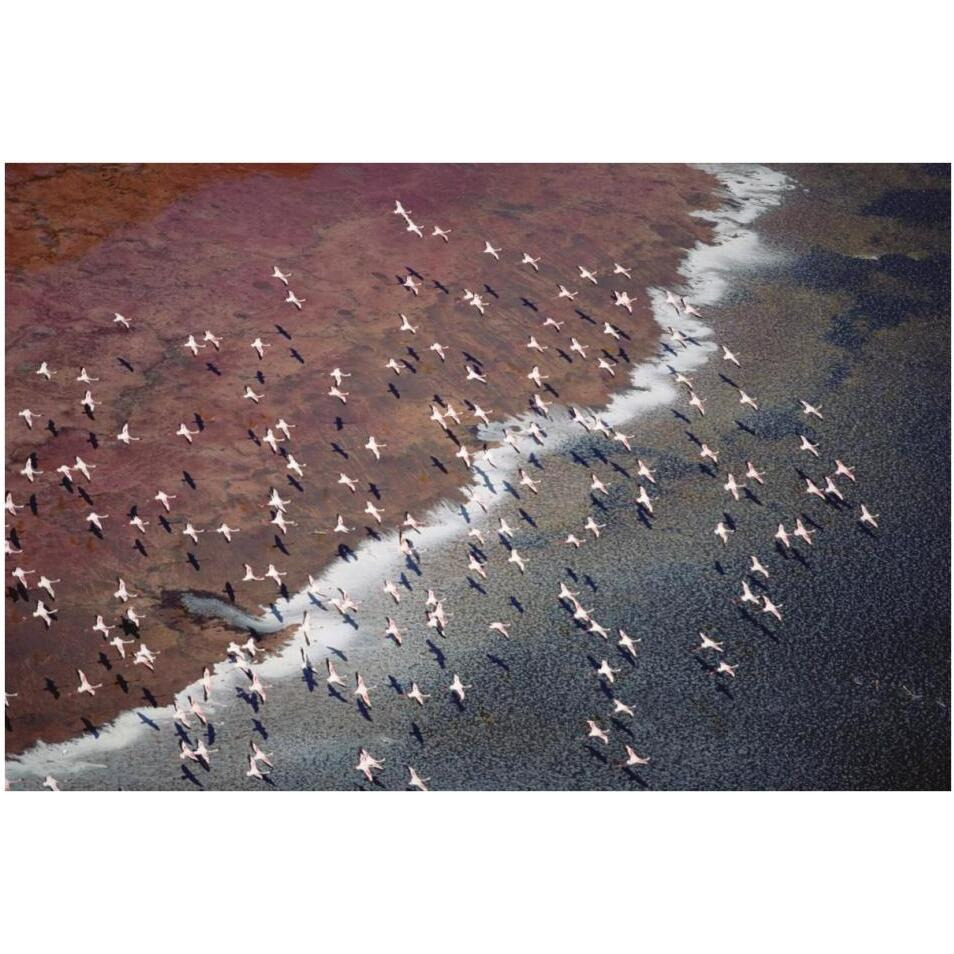 Lesser Flamingo group flock flying over soda flats at the edge of Lake Magadi, Kenya-Paper Art-38&quotx26"