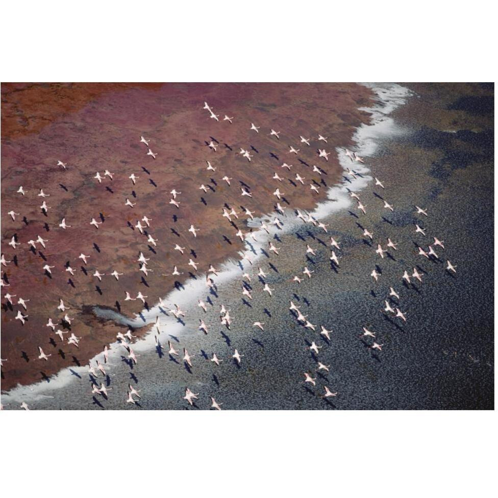 Lesser Flamingo group flock flying over soda flats at the edge of Lake Magadi, Kenya-Paper Art-62&quotx42"