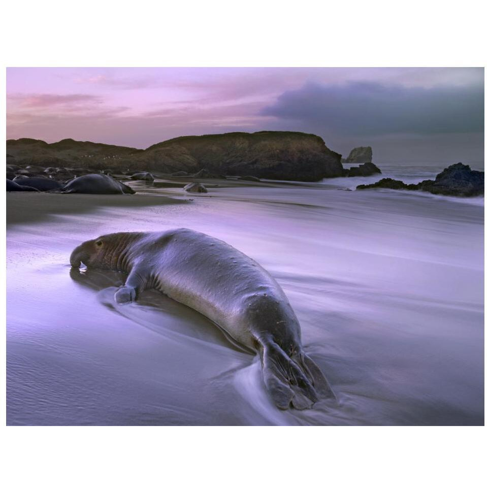 Northern Elephant Seal bull laying at surf's edge, Point Piedras Blancas, California-Paper Art-18&quotx14"