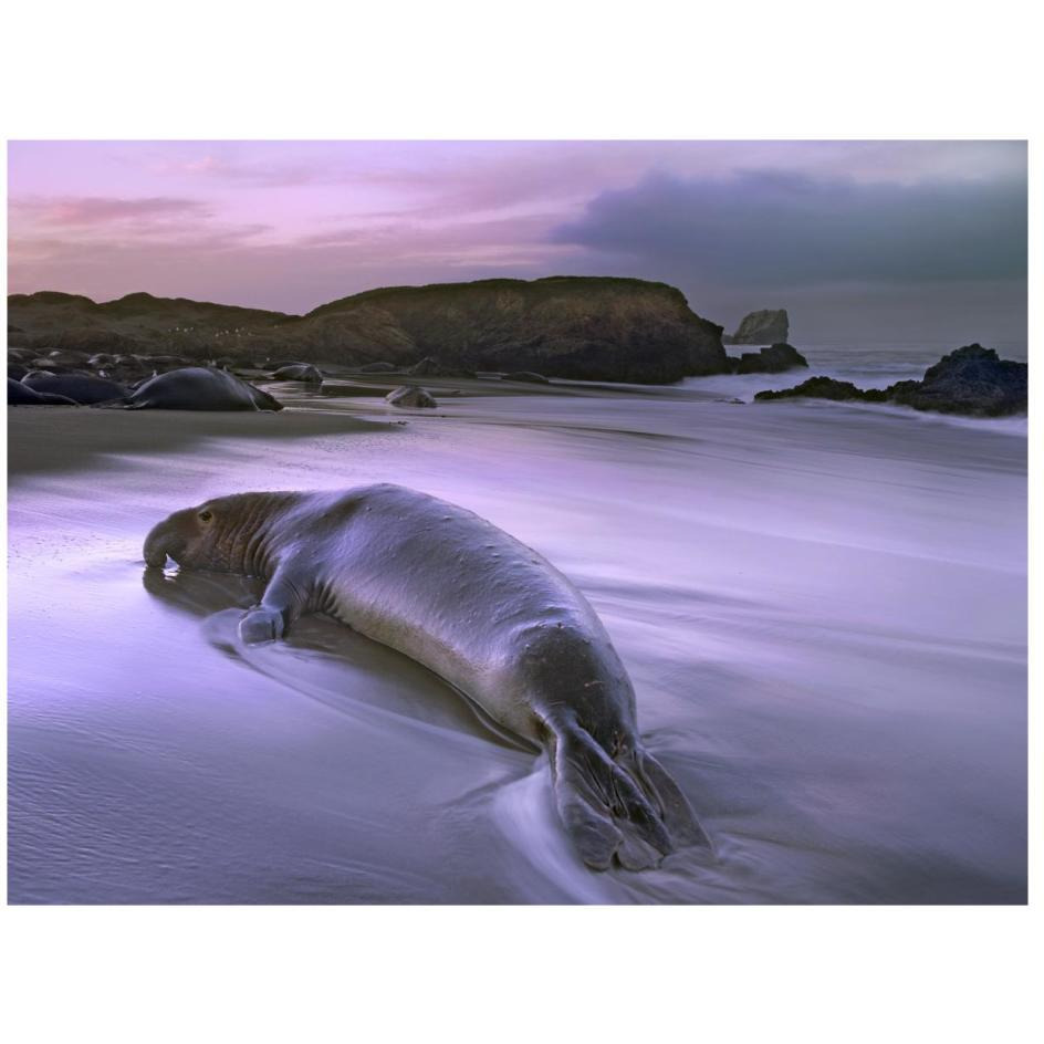Northern Elephant Seal bull laying at surf's edge, Point Piedras Blancas, California-Paper Art-26&quotx20"