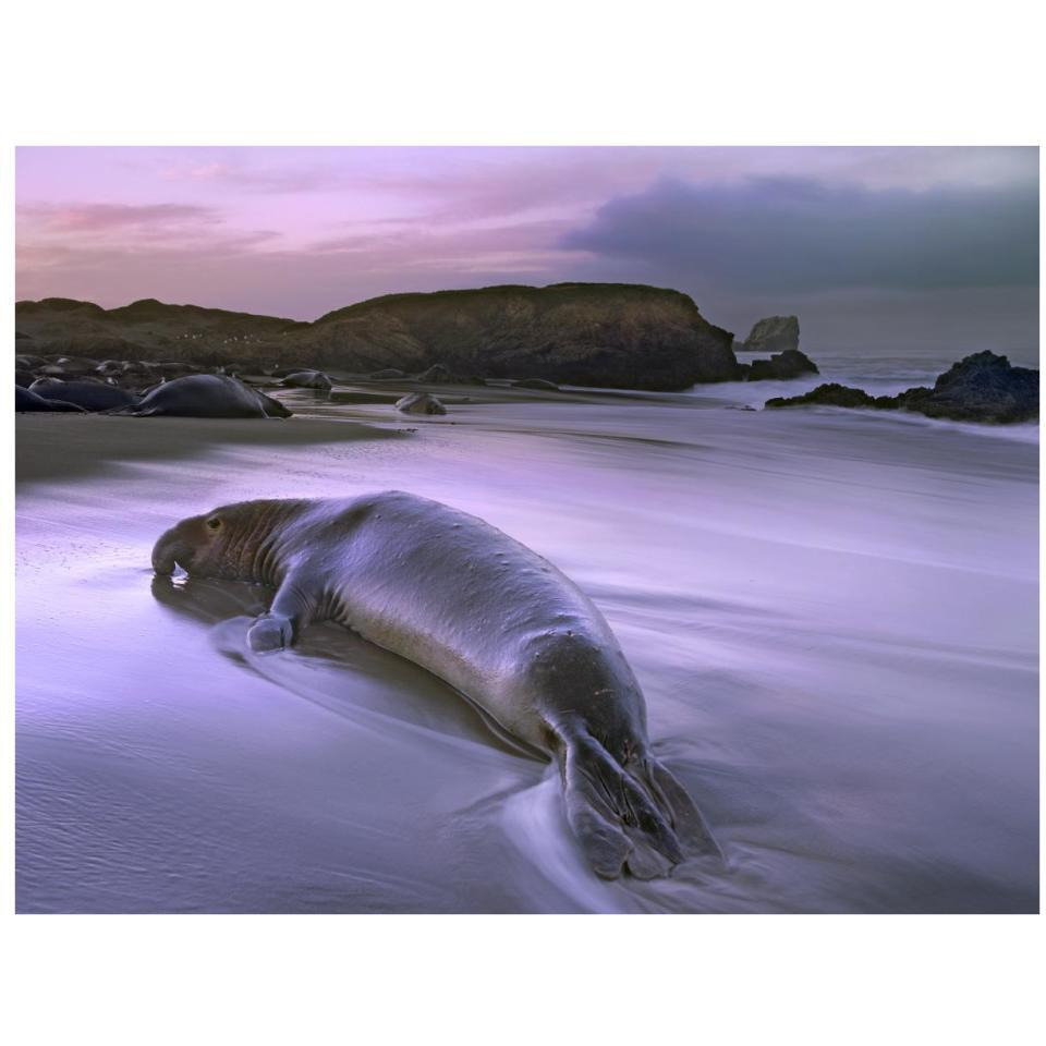 Northern Elephant Seal bull laying at surf's edge, Point Piedras Blancas, California-Paper Art-34&quotx26"