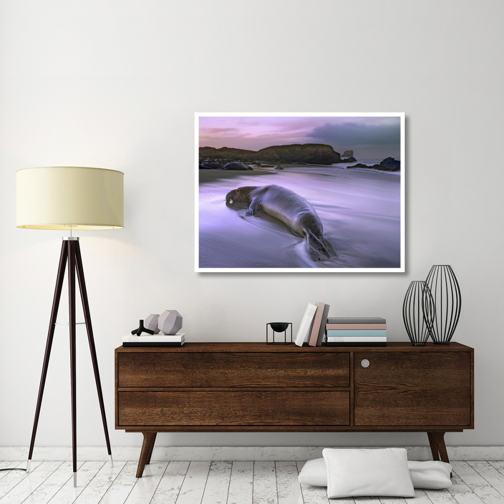Northern Elephant Seal bull laying at surf's edge, Point Piedras Blancas, California-Paper Art-50&quotx38"
