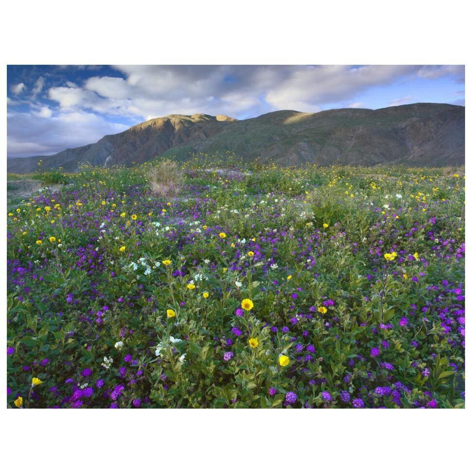 Wildflowers carpeting the ground beneath Coyote Peak, Anza-Borrego Desert, California-Paper Art-18&quotx14"