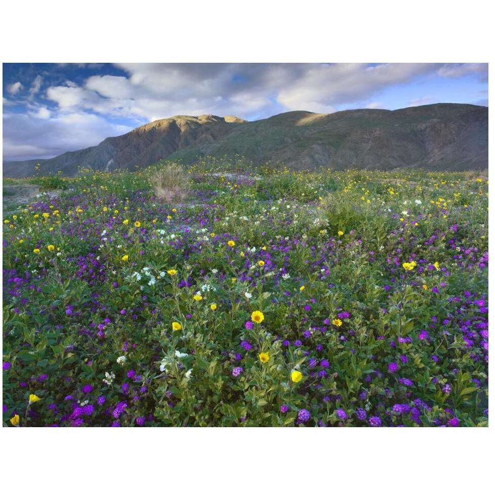 Wildflowers carpeting the ground beneath Coyote Peak, Anza-Borrego Desert, California-Paper Art-50&quotx38"