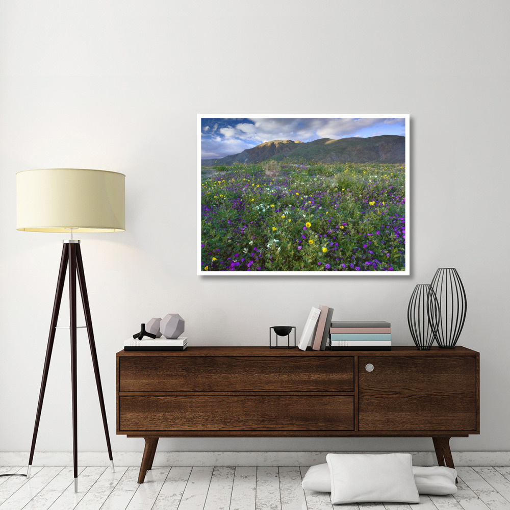 Wildflowers carpeting the ground beneath Coyote Peak, Anza-Borrego Desert, California-Paper Art-50&quotx38"
