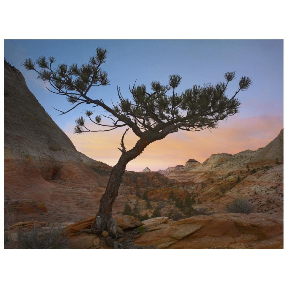 Lone pine tree with East and West Temples in the background, Zion National Park, Utah-Paper Art-18&quotx14"