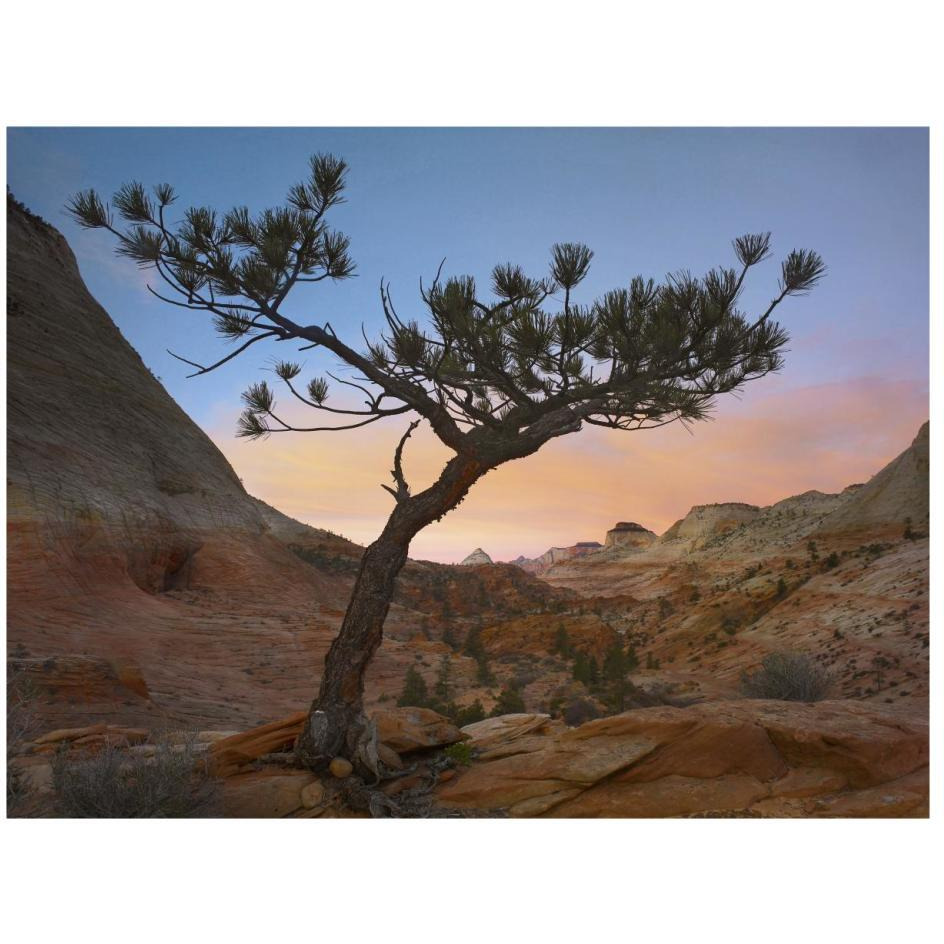 Lone pine tree with East and West Temples in the background, Zion National Park, Utah-Paper Art-26&quotx20"