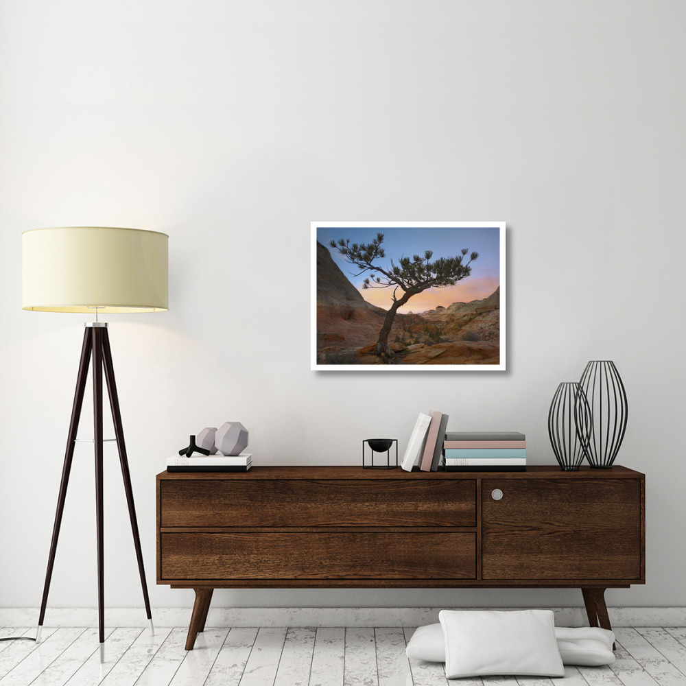 Lone pine tree with East and West Temples in the background, Zion National Park, Utah-Paper Art-34&quotx26"