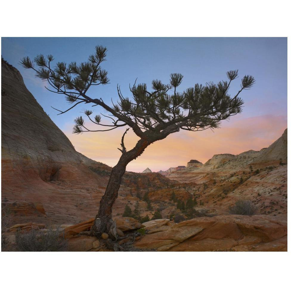 Lone pine tree with East and West Temples in the background, Zion National Park, Utah-Paper Art-50&quotx38"