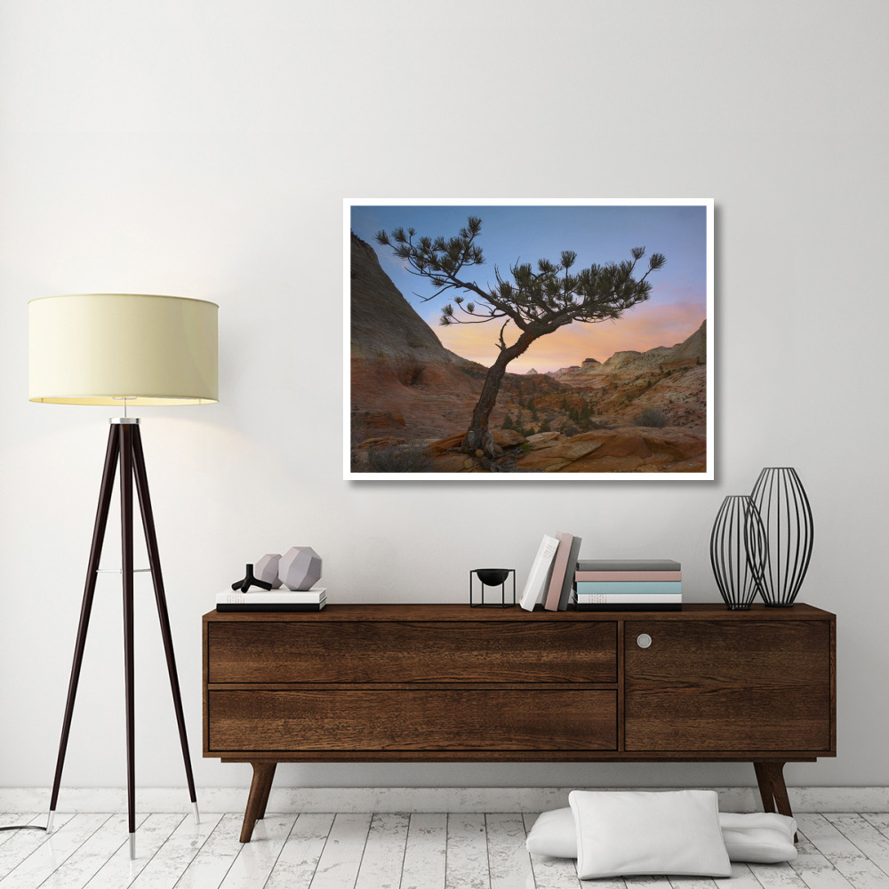 Lone pine tree with East and West Temples in the background, Zion National Park, Utah-Paper Art-50&quotx38"