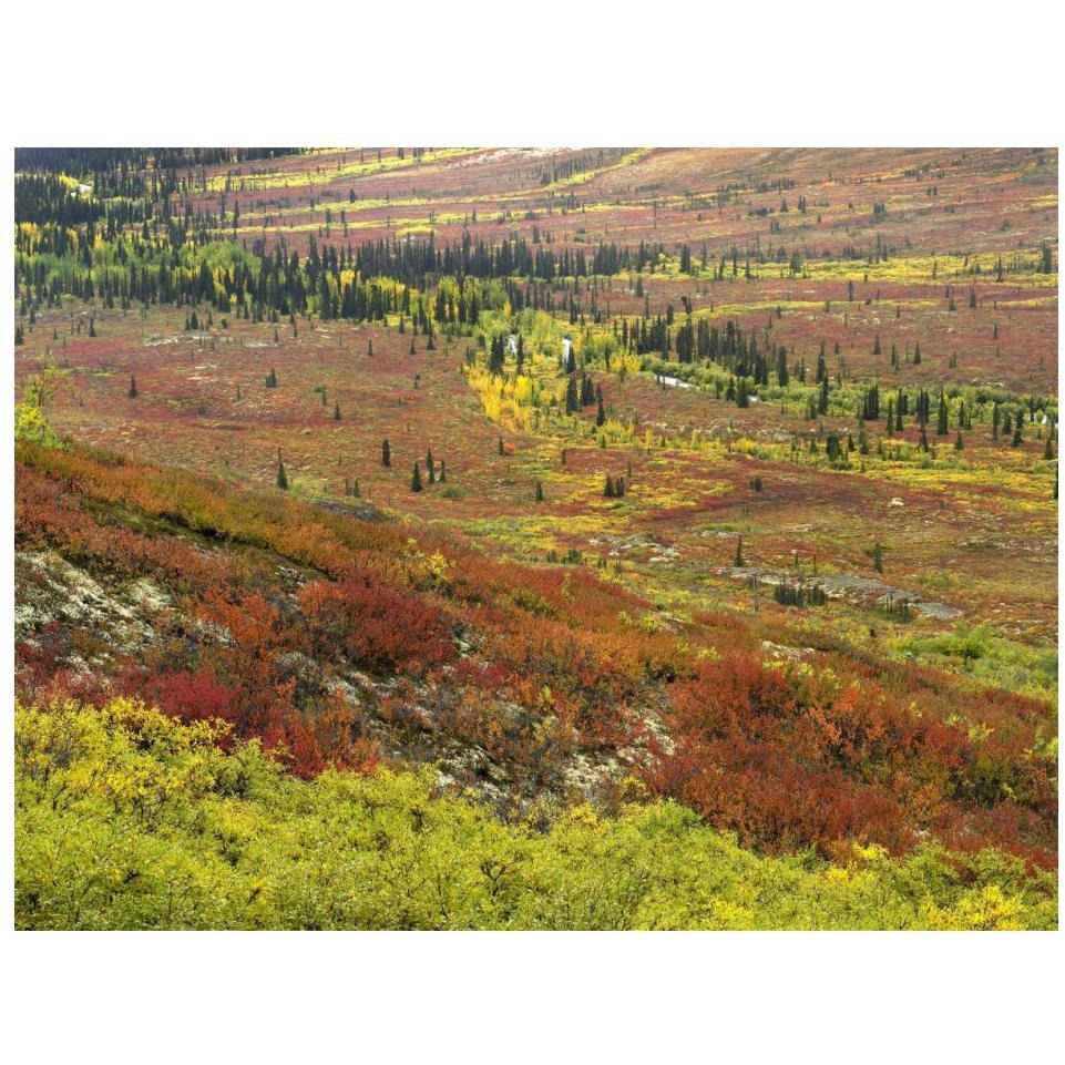 Autumn tundra with boreal forest, Tombstone Territorial Park, Yukon Territory, Canada-Paper Art-18&quotx14"